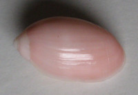 Pupa nitidula 1)  (Lamarck, 1816)